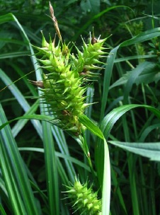 Carex