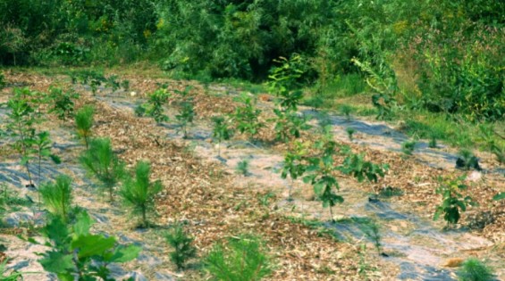 Plantations_conVERTir
