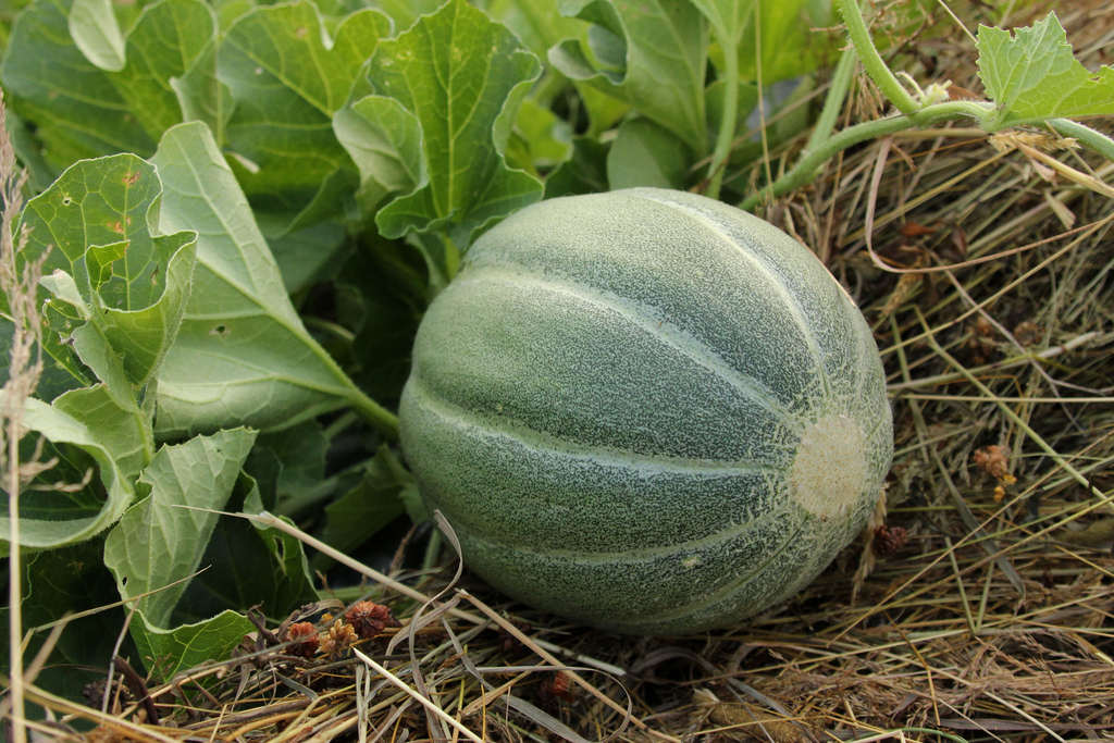 jour_de_la_terre_quebec_qc_blogue_article_trucs_astuces_semer_manger_-local_jade_garcia_potager_maison_montreal_melon