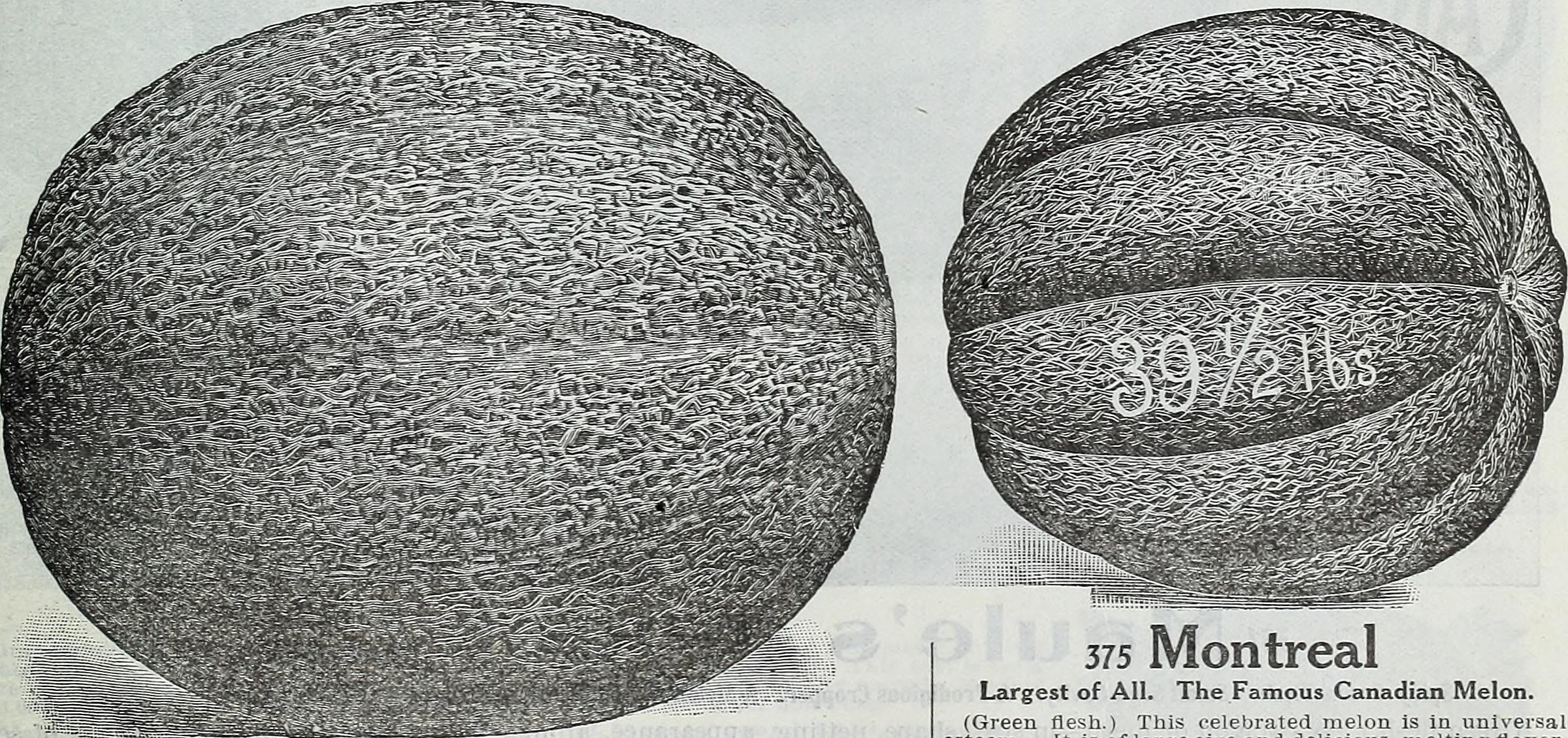 jour_de_la_terre_quebec_qc_blogue_article_trucs_astuces_semer_manger_-local_jade_garcia_potager_maison_montreal_melon_histoire