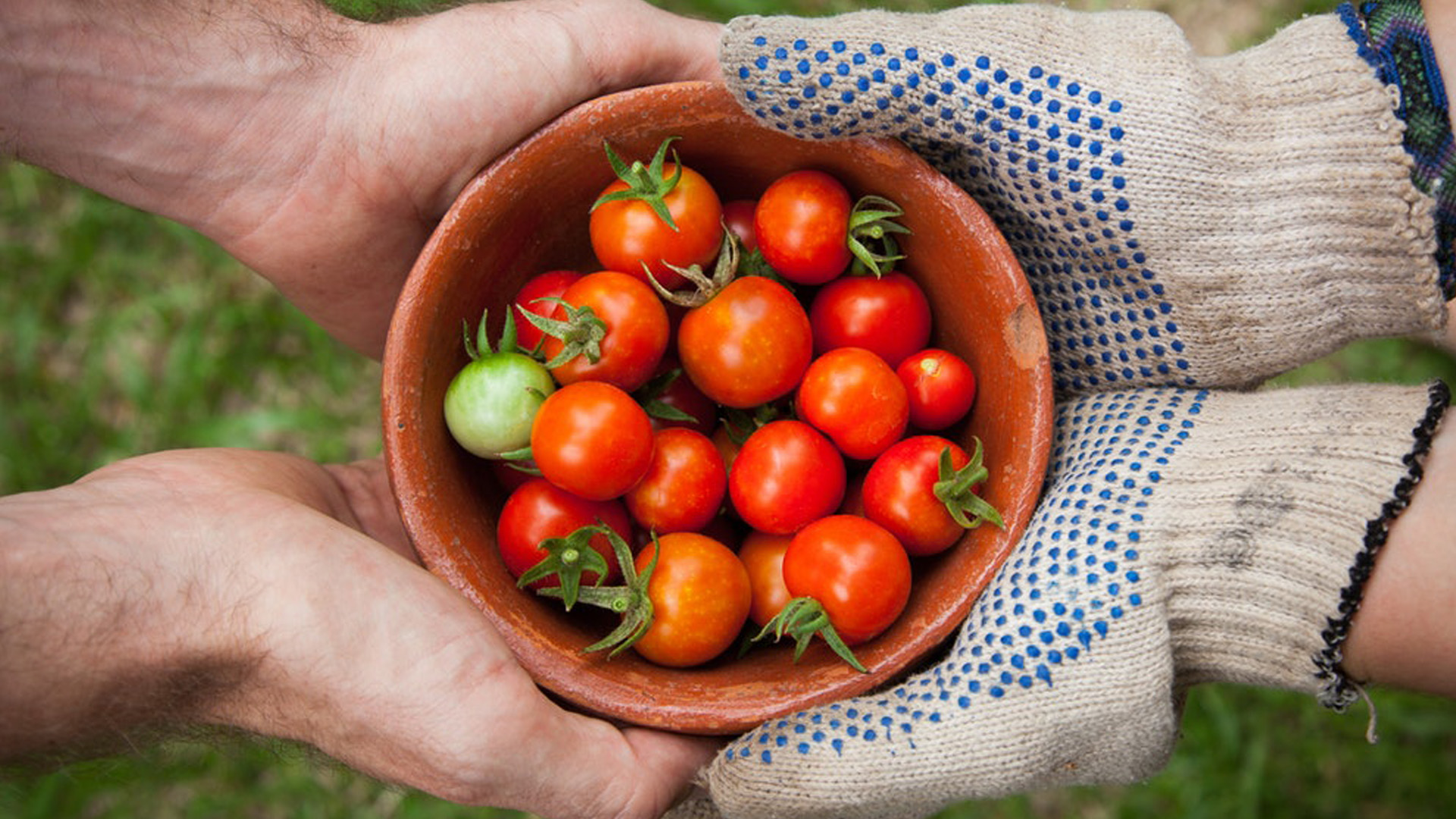 Blogue_article_lespoir_dun_renouveau_economique_tomates