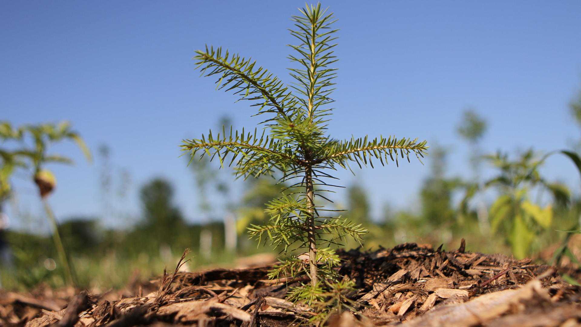 Blogue_3750000arbres_article_le_reboisement_en_milieu_municipal_5