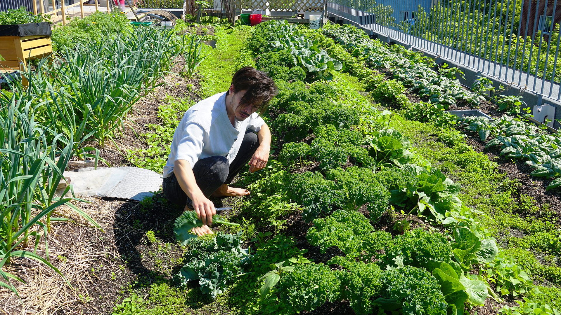 le_santropol_roulant_la_communaute_au_coeur_de_lagriculture_urbaine_4